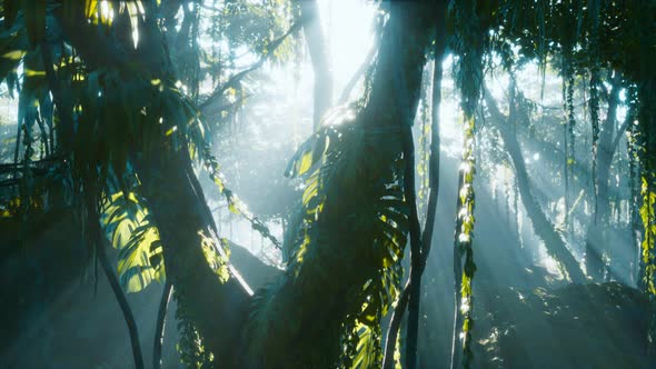 Deep Tropical Jungle Rainforest in Fog