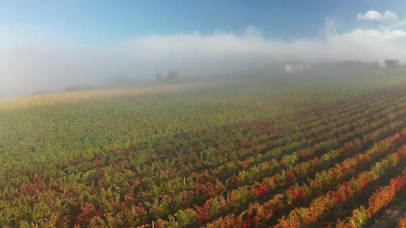 Aerial View of a Rural Landscape During Sunrise in Tuscany. Rural Farm, Vineyards, Green Fields