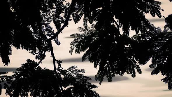 Plants by Rippling Water Silhouette