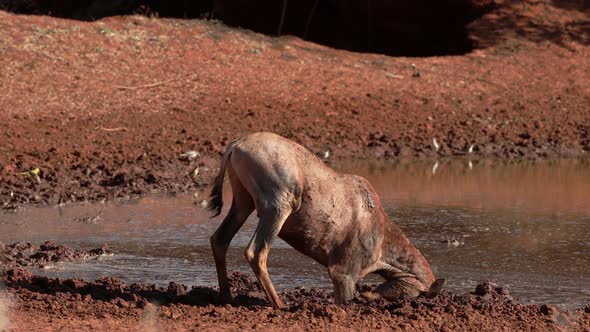 Tsessebe Antelope Playing In Mud - South Africa