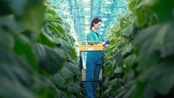 A Person Works in Greenhouse with Cucumbers