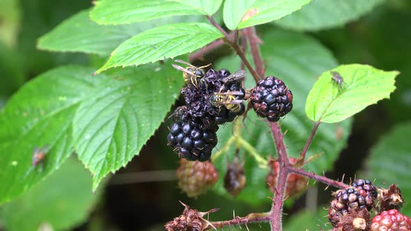 Wasps and flies eating wild blackberries in a forest.