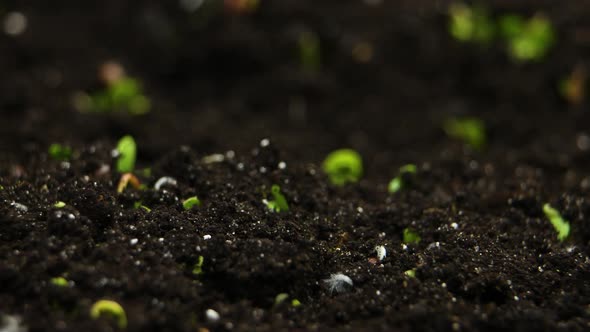 Sprouts Germination
