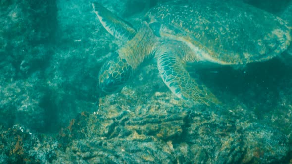 underwater close up of a green sea turtle feeding at isla santiago