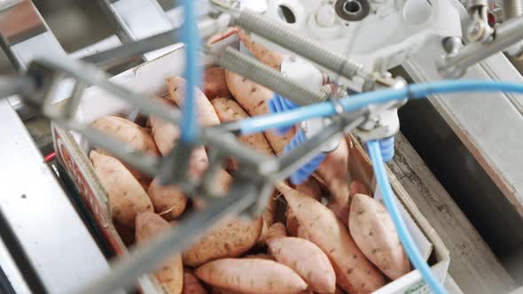 Automatic robot packing sweet potatoes from a conveyor belt to a box in a sorting facility