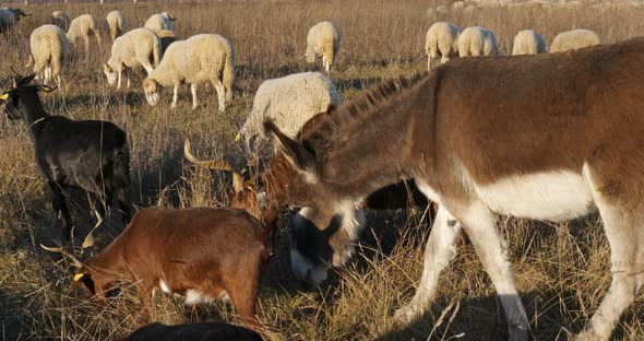 Domestic sheeps , France