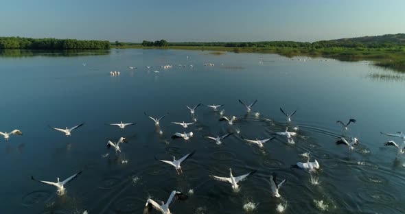 aerial shot of a flock of pelicans taking off from the water