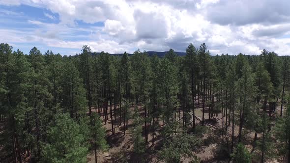 Drone aerial footage of the pine forest of the Prescott National Forrest, Prescott, Arizona. Tilt do