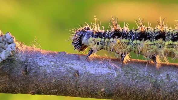 Small Tortoiseshell Aglais Urticae Caterpillar