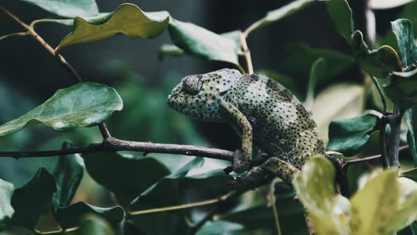 Chameleon Sitting on a Branch in a Green Forest Zanzibar