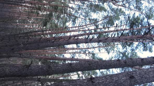 Vertical Video of Trees in a Pine Forest Slow Motion