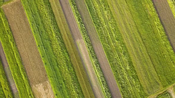 Aerial View of Green Agriculture Fields in Spring with Fresh Vegetation After Seeding Season