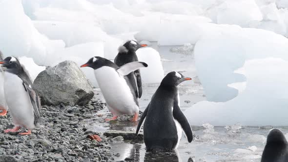 Gentoo Penguins on the Beach in Antarctica