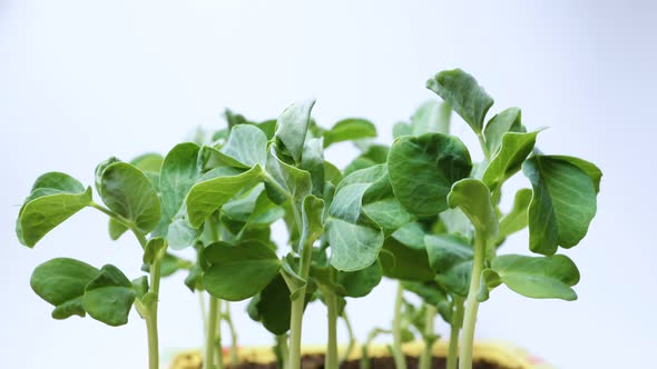  Pea Seeds Germination