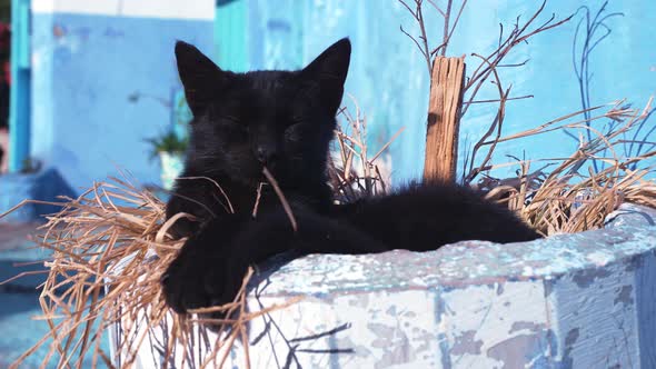 Stray Cat Relaxing on Straw Grass Under Concrete Structure