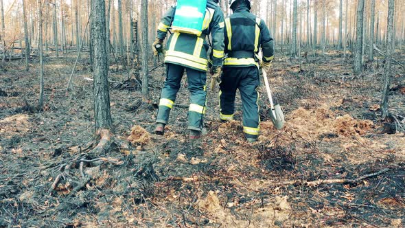 Two Firemen are Walking Through a Forest After the Fire
