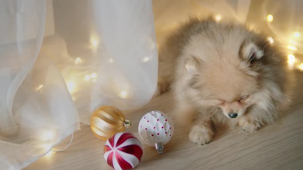 Woolly Spitz Puppy Falling Asleep While Lying on the Floor at Christmas Evening