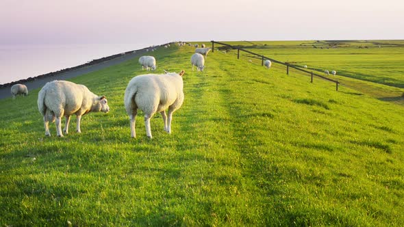 Two young ram organic farming sheep maintain strength Dutch sea dike