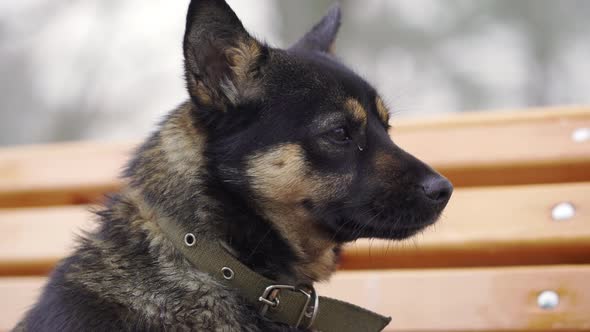 Closeup Portrait of Mixed Breed Dog Mongrel with Fluffy Fur Wearing Collar Sitting on Bench and