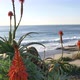 Scenic Laguna Beach California Coast with Flowers - VideoHive Item for Sale