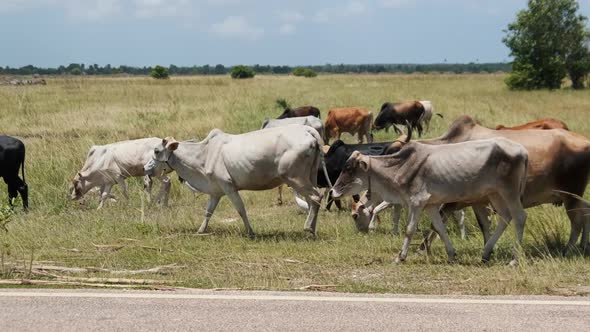 Herd of African Humpback Cows Walking at the Side of the Asphalt Road Zanzibar