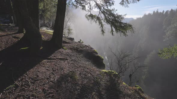 Rain Forest in British Columbia Canada