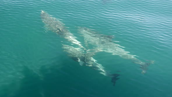 Dolphins swimming in front of a boat