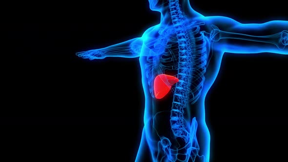 bad liver disease symptoms liver failure 3d anatomy x-ray ultrasound