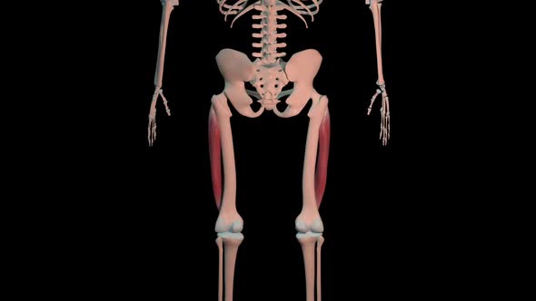 Vastus Lateralis Muscles Full Roration Loop