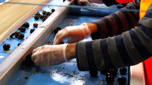 cherries being graded in a packing shed