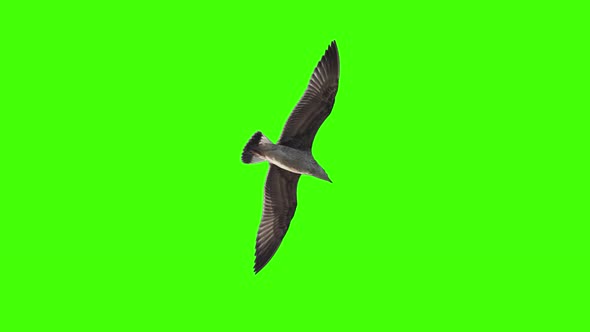 Bird Flying Over the Head on Chroma Key