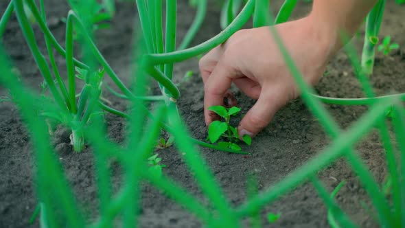 A Man's Hand Plucks Weeds in a Garden Bed with Growing Green Onions