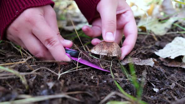 Mushroom picker in the forest cuts mushrooms with a knife