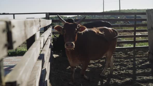 Cows on the Farm in the Paddock