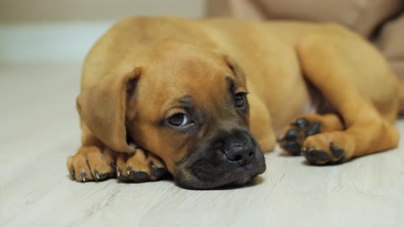 Little Young German Boxer Puppy Lies on the Floor Raises His Head and Yawns