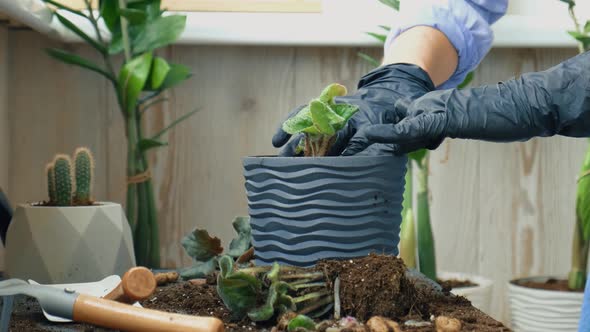 Woman Gardener Hands Transplantion Violet in a Pot