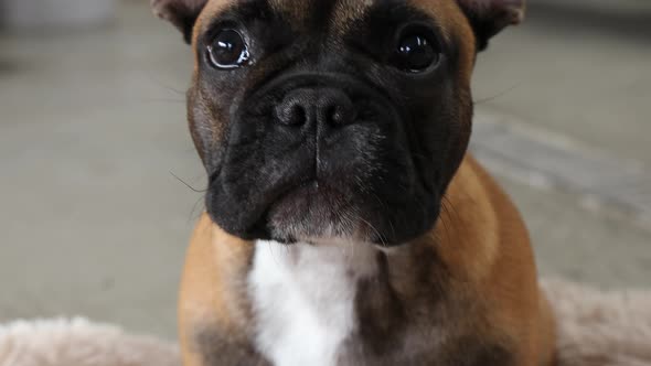 Cute French Bulldog chewing on a treat