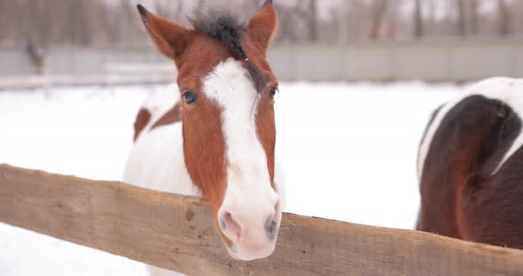 Horse Licks a Wooden Fence on a Ranch on a Winter Day