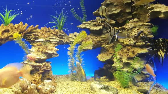 Beautiful Freshwater Aquarium with Green Plants and Many Fish Over Blue Background