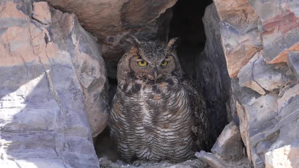 Great Horned Owl taking flight revealing fluffy owlets in nest