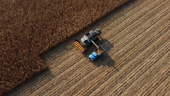 Harvester Pours the Corn After Harvesting Into Field Into Back of Cargo Vehicle