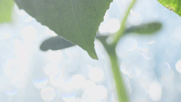 A Drop Drips From A Leaf