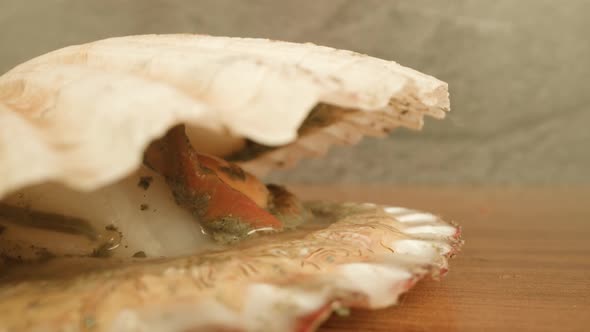 Sea Scallop with Opened Shell on Table Against Studio Walls