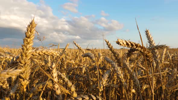 Cereal Field