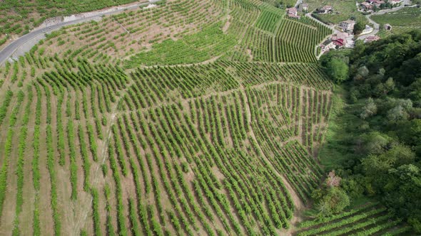 Aerial View of Vineyard Fields on the Hills in Italy Growing Rows of Grapes