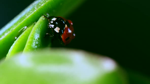 Red Ladybug Crawl on Blade of Grass Blurred Nature Background Macro Lens