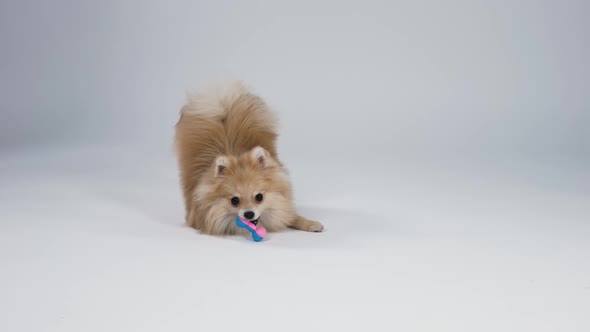 Adorable Pygmy Pomeranian Spitz Plays with His Toy in the Studio on a Gray Background