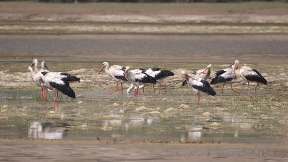 Group of storks in a lake in Morocco