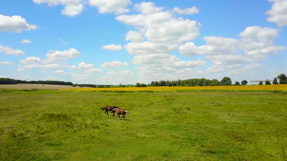 Grazing Horses In A Meadow