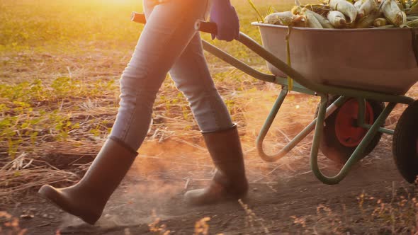 A Farmer Drags a Wheelbarrow with a Crop of Sweet Corn